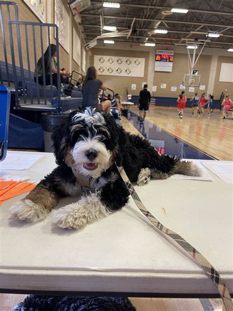  West Coast Doodles Northern California Bernedoodle Breeder Responsibly breeding therapy grade doodles Looking for a reputable breeder to help you complete your family? We are passionate about responsibly breeding beautiful Bernedoodles for all lifestyles