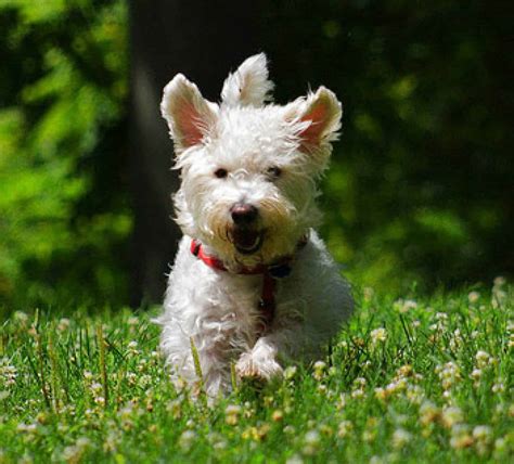  Westiepoos are also intelligent, loyal, sweet, and loving