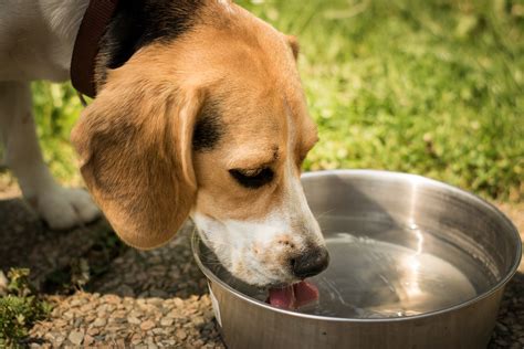  Wet food for Labradors is often high in protein and fat, and is better at keeping your dog hydrated than other food sources