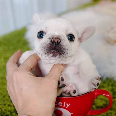  What About Mini Frenchies? Mini Frenchies, also known as Teacup Frenchies, are the same fantastic dog, but they are quite a bit smaller than usual