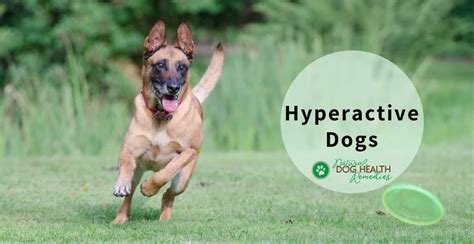  What Are the Causes of Hyperactivity in Dogs? If your dog is still a young puppy, it should calm down between the ages of 6 to 9 months