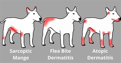  What Can Itching Lead To? When your dog starts to itch, they are making micro-abrasions in the skin