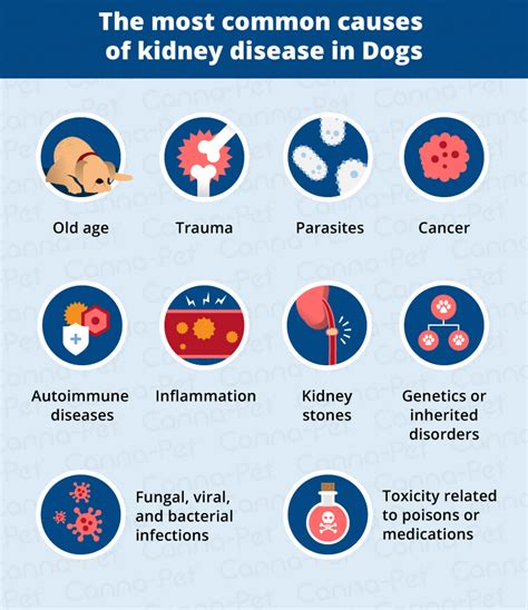  What Causes Kidney Disease in Dogs? There are several factors associated with kidney disease in dogs