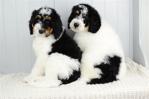  What Colors do Bernedoodles Come In? Utah Bernedoodles