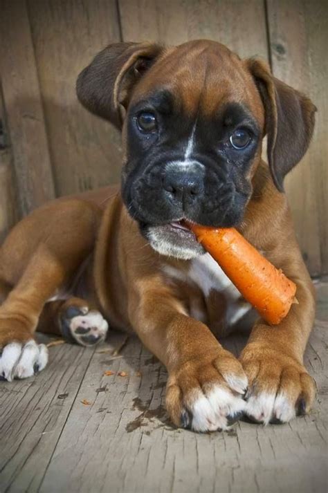  What Foods Are Bad for Boxers? Some things to look out for are: Corn