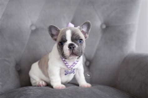  What Is a Pied French Bulldog?  However, the price of the French Bulldog puppy in Tennessee can be as low