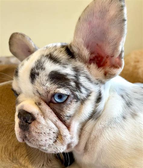  What Is a Pied French Bulldog?  However, this was not always the case