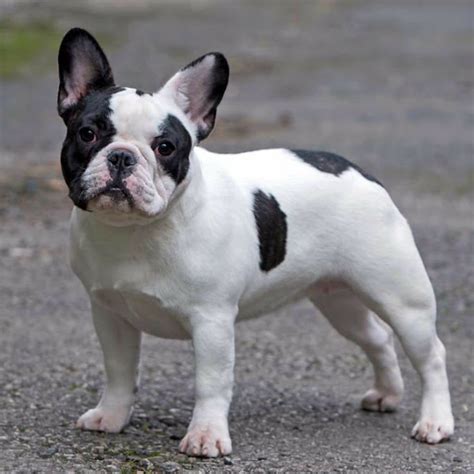  What Is a Pied French Bulldog?  They are amiable, sweet, companionable, and willing to please