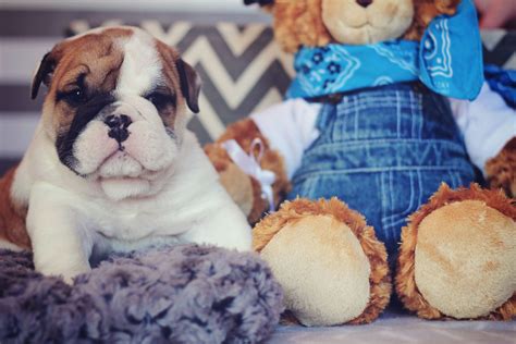  What Is a Teacup English Bulldog?  For more than 2 decades we have been the choice of over 15 happy families
