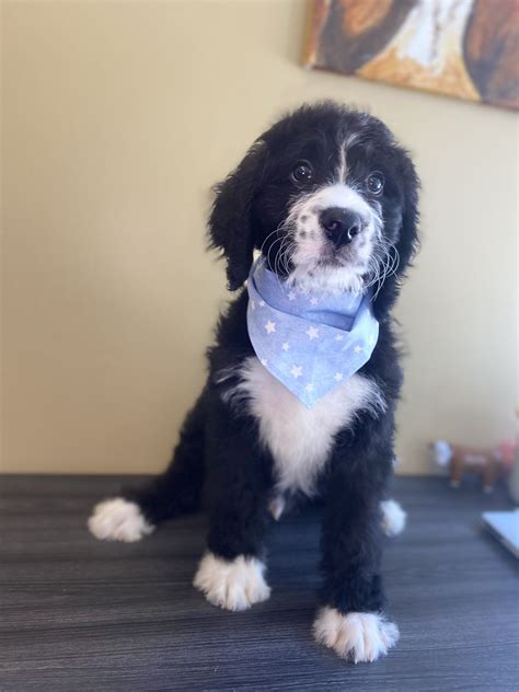  What Makes A Bernedoodle Special? Bernedoodles are a designer breed