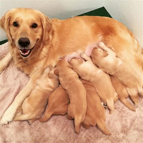  What Makes This Breeder Unique? Their puppies are all born from health tested parents and some of their pups have even gone on to become certified therapy dogs