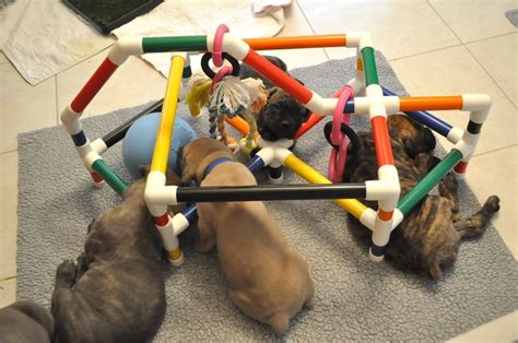  What Makes This Breeder Unique? They begin socializing the puppies from day one, and they introduce the pups to different stimulating activities and exercises