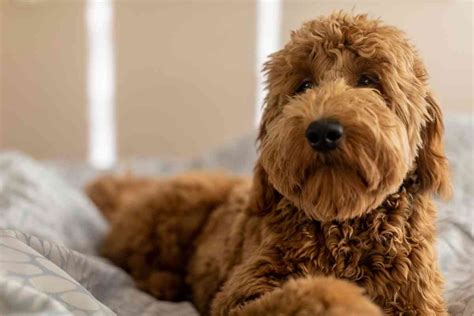  What Makes a Goldendoodle Have Furnishings? What gives a golden doodle furnishing is actually a question of genetics