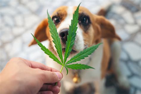  What about Medical Marijuana for dogs? Cannabis for dogs is a hot topic of debate