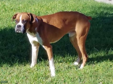  What about a flashy fawn Boxer dog with a large amount of white coloring? Deafness Any dog, regardless of breed or color, can be born deaf or become deaf later in life