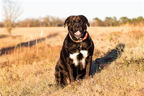  What about the American bulldog cross Labrador? Given the height and weight ranges of the parent breeds, the size of an American Bullador can vary