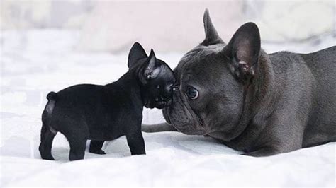  What are French Bulldogs really like? They are small and very cute looking, but they are also fun dogs that love to play