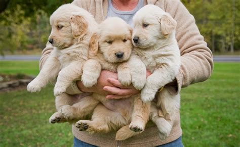  What are some essentials I should buy before getting Golden Retriever puppies in Annapolis? Before getting a Golden Retriever, it is important to stock up on the essentials they need to have a happy and healthy life