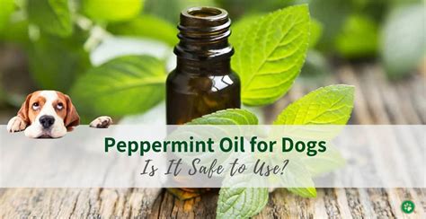  What are the Benefits of Peppermint Oil for Dogs? Peppermint essential oil can be quite useful for many conditions