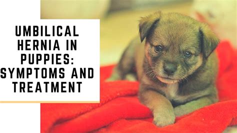  What are the Signs of a Hernia in Puppies? Signs of a hernia vary depending on the location and severity of the hernia