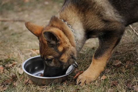  What are the best foods for german shepherd puppies? Like other puppies, they too require meals that are high in protein, grain-free, rich in good quality fats without any chemicals, artificial additives etc