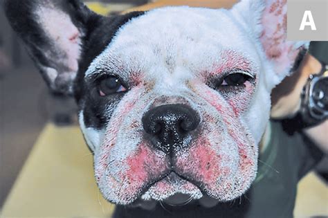  What are the different types of French Bulldog dermatitis? Atopic dermatitis Atopic dermatitis is skin inflammation and irritation caused by allergies like food, fleas, or pollen