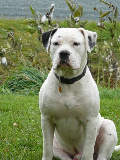  What are the most common American Bulldog mixes? Families of all kinds admire this agile, athletic breed and count themselves lucky to own such a loving, loyal pet