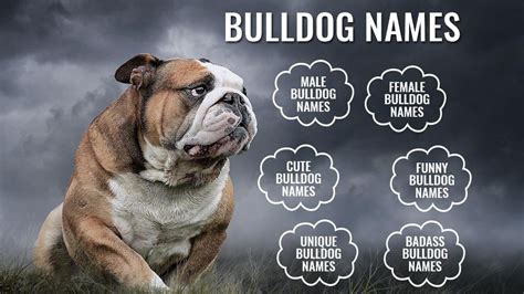  What are the most popular American Bulldog names? Get more dog names here