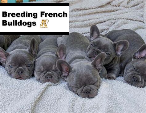  What are the risks associated with French bulldog breeding? French bulldogs generally give birth to puppies per litter, making them a popular breed for those looking to start breeding