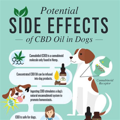  What are the side effects of CBD in dogs? Side effects in dogs are rare and tend to be mild, such as in the case of sleepiness, upset tummies, and stool changes