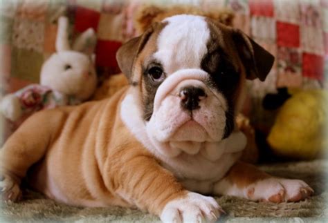  What are the steps of your adoption process if I am located in Arkansas? Check out our available English Bulldog Puppies page