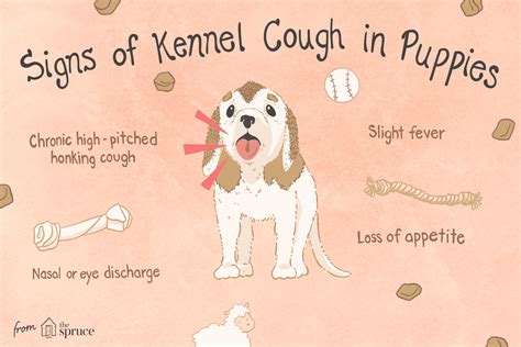  What are the symptoms of kennel cough? Kennel cough typically causes your dog to produce a deep, dry, honking cough
