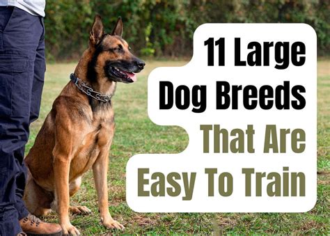  What are the training requirements? This is an extremely intelligent dog that will be easy to train, however, it might be extremely stubborn