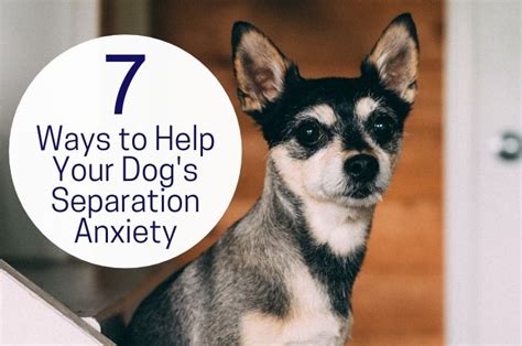  What can I do to help my dog with separation anxiety? There are many things you can do to help your dog with separation anxiety