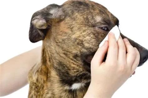  What can you expect after dosing your dog? Some dogs show immediate relief