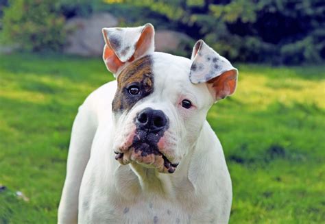 What colors do American Bulldogs come in? The majority are white with patches of black, brown, tan, red, or brindle
