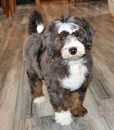  What does a Merle Bernedoodle look like? What does a Phantom Bernedoodle look like? Bernedoodles come in many different colors