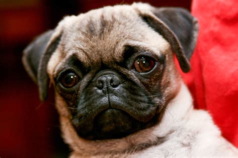  What does it take to be a full-time pug servant? Learn all about us and why we do what we do