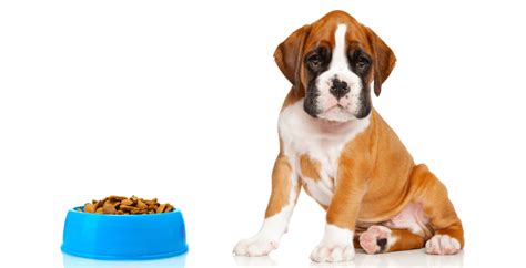  What food to Feed a Boxer Puppy Although it is undoubtedly not a fact that boxers are picky eaters, they may have special nutrition requirements when it comes to their feeding