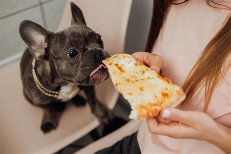  What human food can French bulldogs eat? Check these 32 foods out! You can expect him to do just about anything that would help relieve the pain, and one natural response is to chew on everything that he can get into