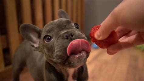  What if my French Bulldog puppy eats too quickly? Some French Bulldog puppies are very enthusiastic eaters