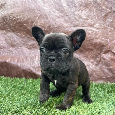  What if there are no French Bulldog breeders near me? No problem