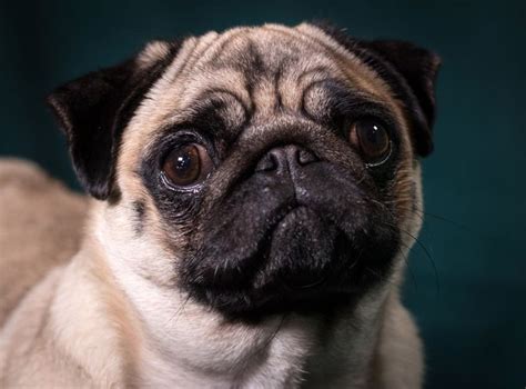  What if there are no Pug puppies nearby? Before the popularity of the internet, dog lovers were forced to find a puppy offered by a local breeder only