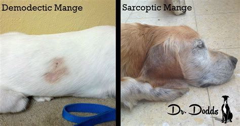  What is Mange? It is a parasitic skin disease that comes from a large infestation of mites living on the dogs skin and hair