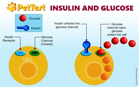  What is Pet Diabetes? Insulin is important because it converts food into energy