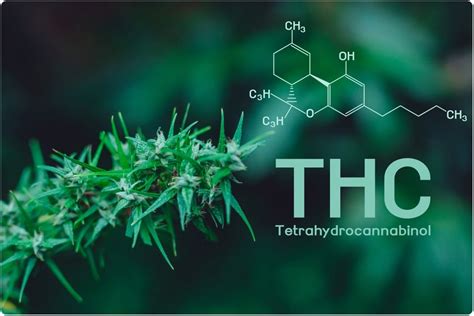  What is THC? THC stands for tetrahydrocannabinol