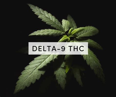  What is THC Delta-9? Delta-9 THC, an acronym for deltatetrahydrocannabinol, is the primary psychoactive component that induces intoxication in marijuana kinds of cannabis plants