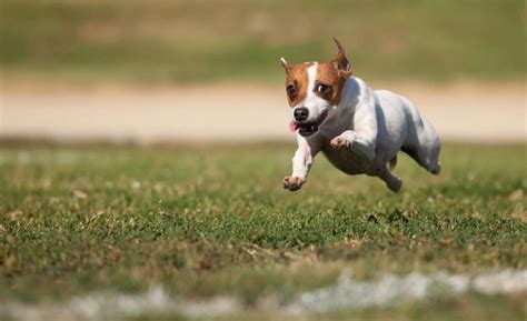 What is a Frenchie zoomie? The so-called zoomies are episodes when your dog behaves like a crazy devil for a few minutes