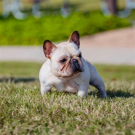  What is a Micro French Bulldog? This micro bloodline of French Bulldogs is the smallest known to date and recognized major registries such as Designer Kennel Club
