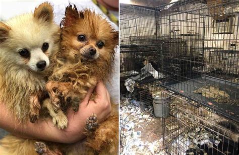  What is a New York puppy mill like? Dark and gloomy, cages upon cages, puppy mills are a nightmare for Bulldog puppies New York